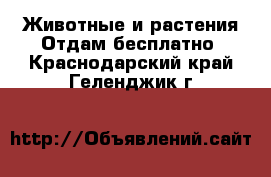 Животные и растения Отдам бесплатно. Краснодарский край,Геленджик г.